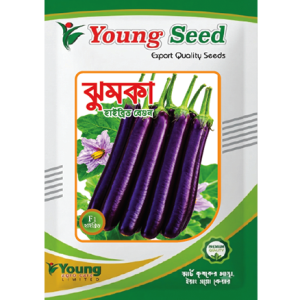 হাইব্রিড বেগুন – ঝুমকা Jhumka (F1)