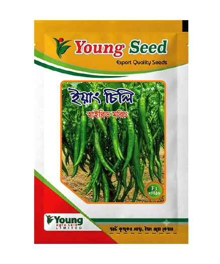ইয়াং চিলি-Young Chili হাইব্রিড মরিচ