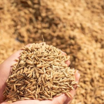Rice Seed