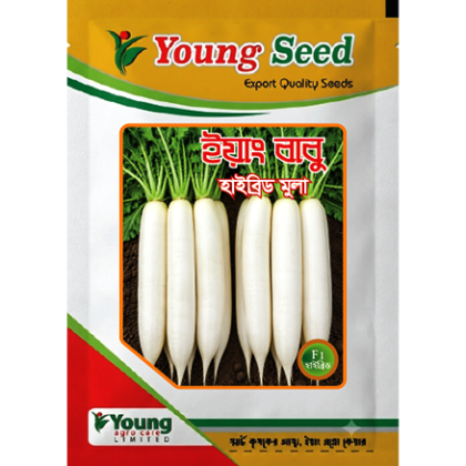 (F1) হাইব্রিড মূলা- ইয়াং বাবু- Radish